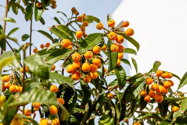 Eriobotrya giapponese, o Medlar o loquat, o Sesac (lat. Eriobot — Foto Stock