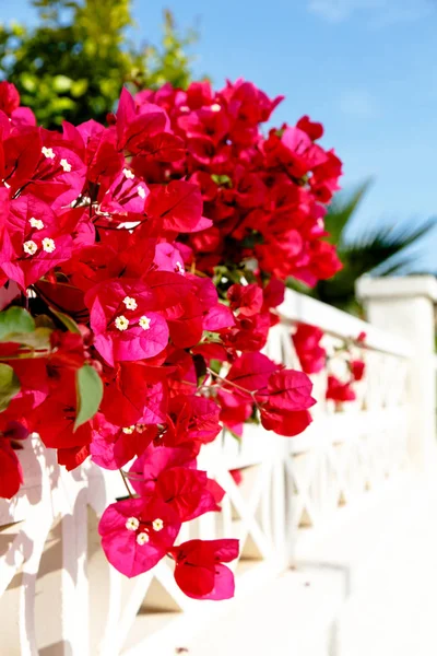 Struiken Bougainvillea bloei tegen een witte muur. Zomer, S — Stockfoto