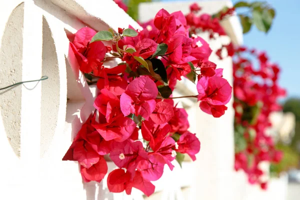 Shrubs Bougainvillea bloom against a white stone wall. Summer, S — Stock Photo, Image