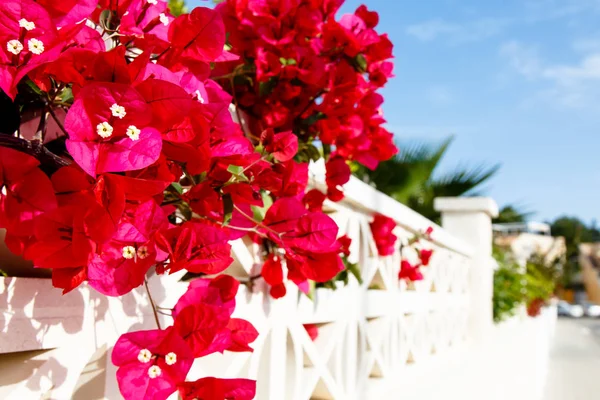 Shrubs Bougainvillea bloom against a white stone wall. Summer, S — Stock Photo, Image