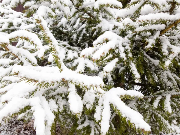 Albero rami Albero di Natale coperto di neve — Foto Stock