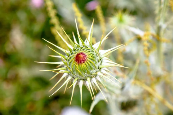 Krásná květina pichlavý bodlák detail — Stock fotografie