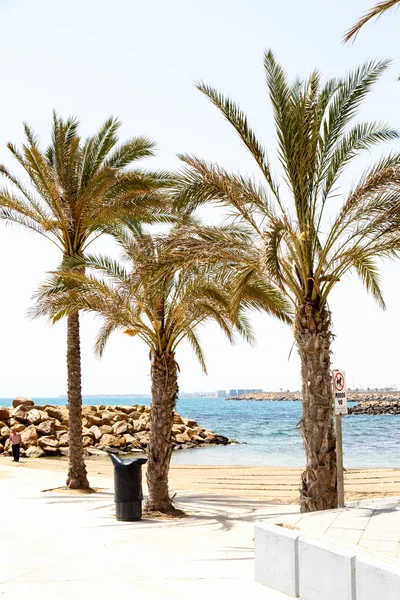 Tre palmer på strandpromenaden. — Stockfoto