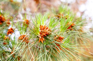 Genç koni çam ağacı üzerinde uzun iğnelerle büyümek..
