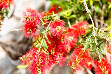Callistemon lanceolatus önümüzdeki yakın çekim bir çalı Şubesi