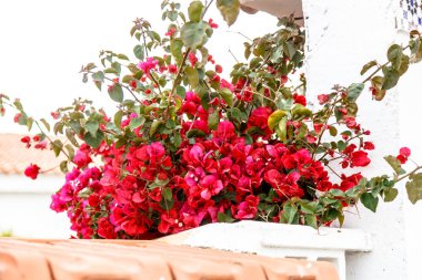 Çalılar Begonvil bloom bir beyaz taş duvara. Yaz, S