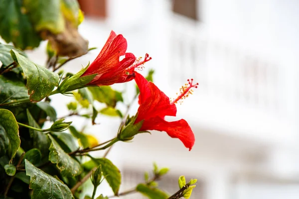 Hibiscus flower close-up on the branch of a Bush — Stock Photo, Image