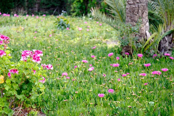 草原に咲くピンクの花. — ストック写真