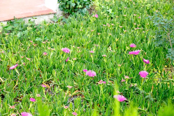 Prado com flores rosa florescendo . — Fotografia de Stock