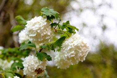 Büyük çiğ veya çiçekler, yağmur damlaları dalları ve yaprakları.