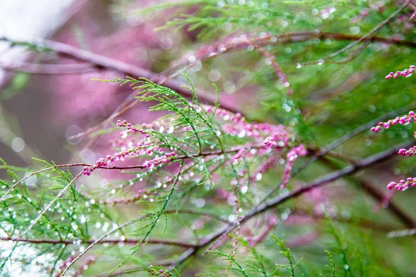 Velké kapky rosy nebo déšť na květiny, větve a listy. — Stock fotografie
