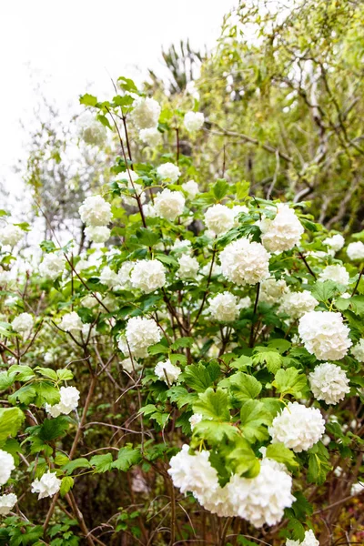 Grandes gotas de orvalho ou chuva sobre as flores, ramos e folhas . — Fotografia de Stock