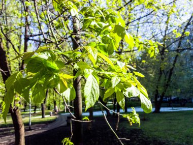 Erken bahar sabahı güneş yeşil yaprakları aydınlatıcı.