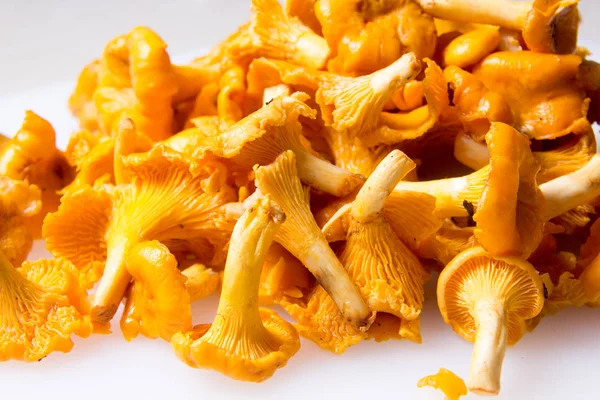 Yemek pişirmek için hazırlanan taze Cantharellus cibarius mantar.