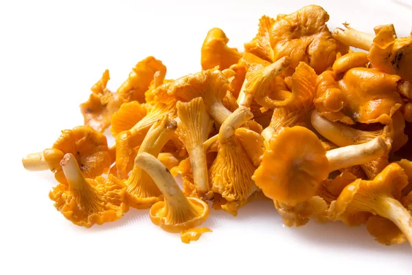 Yemek pişirmek için hazırlanan taze Cantharellus cibarius mantar.