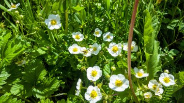 Bahçedeki beyaz çilek çiçekleri. Bahar.