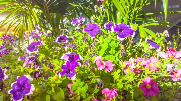 Flores moradas y rojas de petunias crecen en el jardín . — Foto de Stock