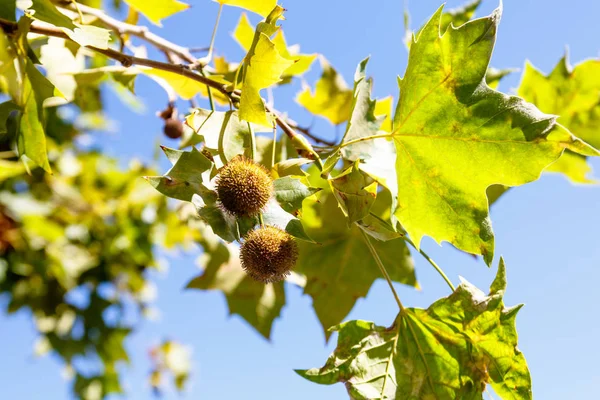 De vruchten en de bladeren van de kastanje op blauwe hemelachtergrond. — Stockfoto