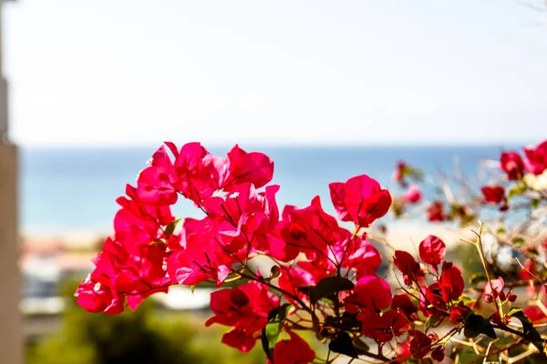 Sträucher mit roten Blumen auf Meeresgrund. — Stockfoto