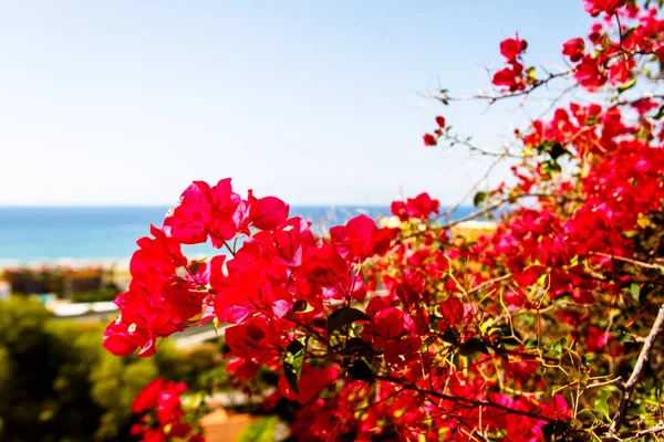 Struiken met rode bloemen op een zee-achtergrond. — Stockfoto