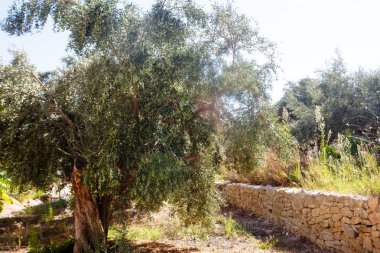 Zeytin ağacı yamaca büyür. Sıcak ve kuru.