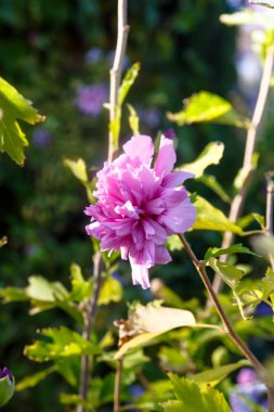 Yeşil yeşillik bir arka plan üzerinde kırmızı ve pembe çiçekler