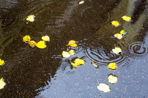 水たまりの横になっている木から黄色の葉. — ストック写真