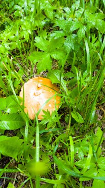 Mantar (beyaz, turuncu-cap çörek çörek) arasında büyüyen 