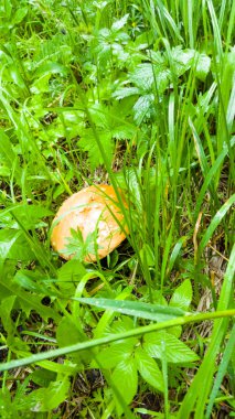 Mantar (beyaz, turuncu-cap çörek çörek) arasında büyüyen 