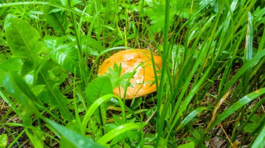 Mantar (beyaz, turuncu-cap çörek çörek) arasında büyüyen 