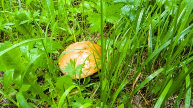 Mantar (beyaz, turuncu-cap çörek çörek) arasında büyüyen 
