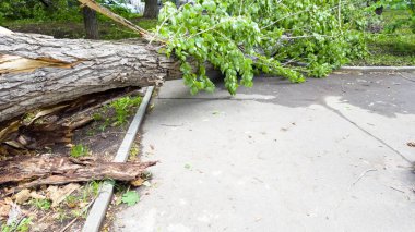Bir kasırga sonrasında. Kırılmış ağaçlar, düşmüş yol işaretleri.