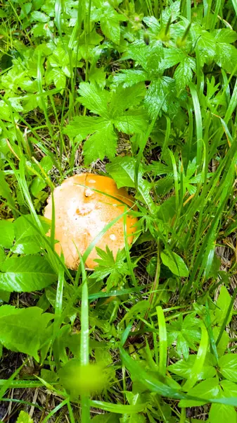 Mantar (beyaz, turuncu-cap çörek çörek) arasında büyüyen 