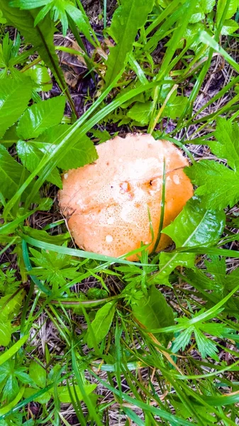 蘑菇 (白色, 牛角, 橙帽牛油) 生长之间 — 图库照片