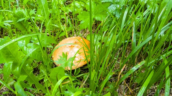 Mantar (beyaz, turuncu-cap çörek çörek) arasında büyüyen 