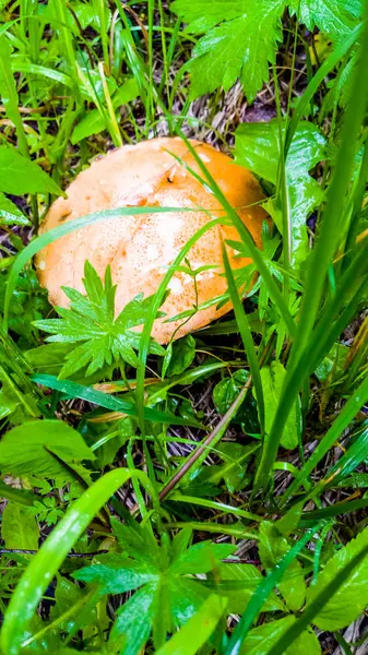 Mantar (beyaz, turuncu-cap çörek çörek) arasında büyüyen 