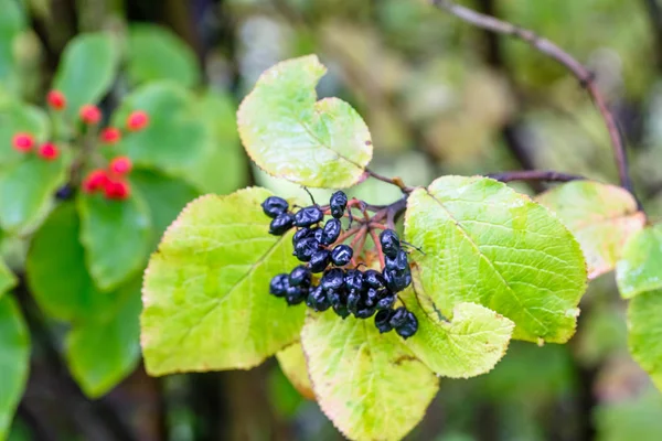 Baies noires et rouges sur une branche d'arbre — Photo