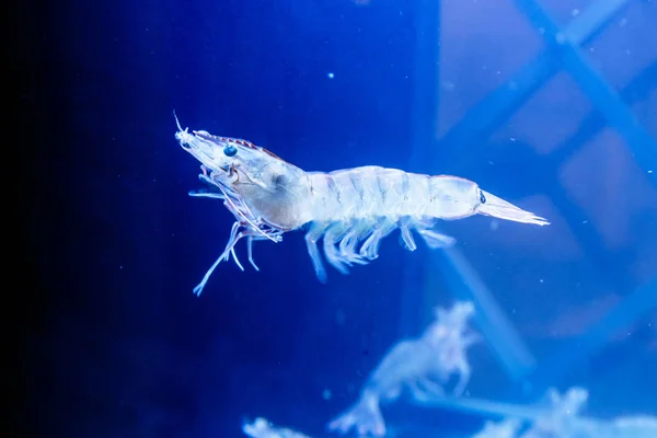 Camarones nadando en el agua. Inusualmente, ella no es como esos. —  Fotos de Stock