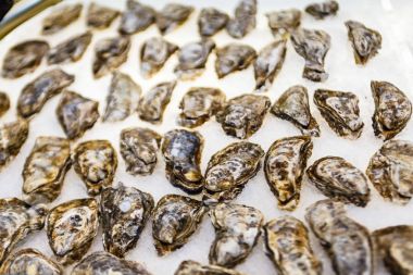 Taze istiridye buz üzerinde yalan.