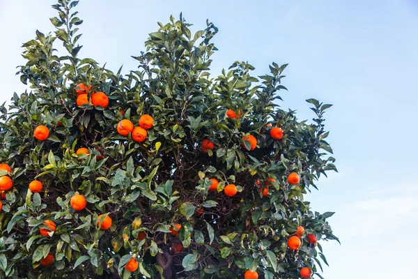 Oranges, tangerines or clementines grow on a tree.