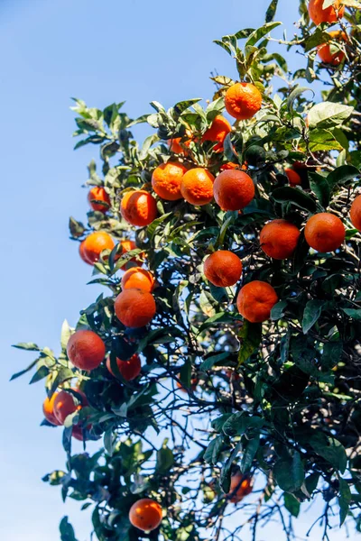 Oranges, tangerines or clementines grow on a tree.