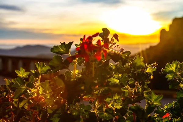 산에서 떠오르는 태양 광선에 꽃. — 스톡 사진