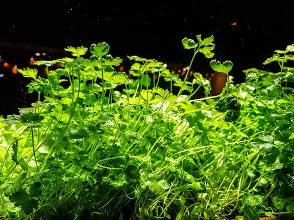 Yeşiller (maydanoz ve dereotu) kutularına h bir pencere üzerinde büyümek