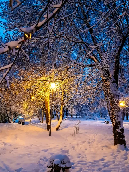 Rano w parku po ciężkiej nocy śniegu, wszystkie objęte wi — Zdjęcie stockowe