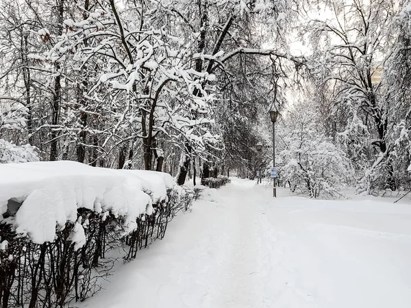 Winter Park, trees covered with snow. — Stock Photo, Image