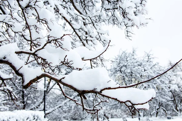 Manhã no Parque depois de uma noite de neve pesada, tudo coberto wi — Fotografia de Stock