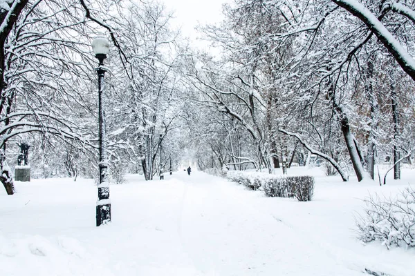 Ráno v parku po těžké noční sněžení, všechny kryté wi — Stock fotografie