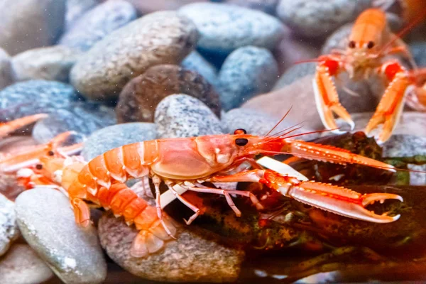 Acquario con granchi vivi, aragoste e gamberetti . — Foto Stock