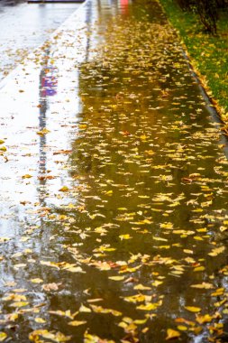 Sarı yapraklar ıslak asfaltta yatar. Sonbahar, Yağmur.