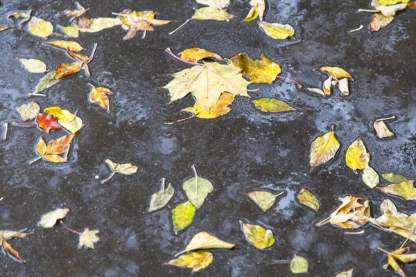 검은 잎은 물갈퀴 위에 놓여 있다. 가을, 비. — 스톡 사진